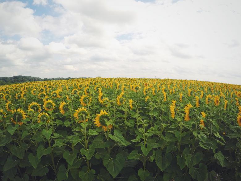 Free stock image of Field created by Life of Pix