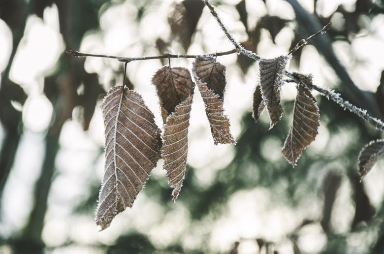 Free stock image of Dry Leaves created by Life of Pix