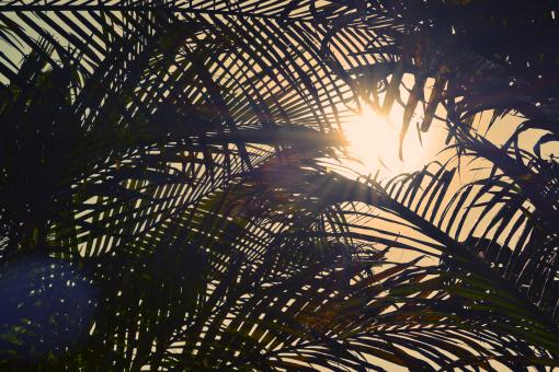 Free Stock Photo of Sunlight 