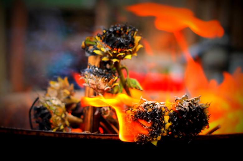 Free stock image of Burning Sunflowers created by Life of Pix