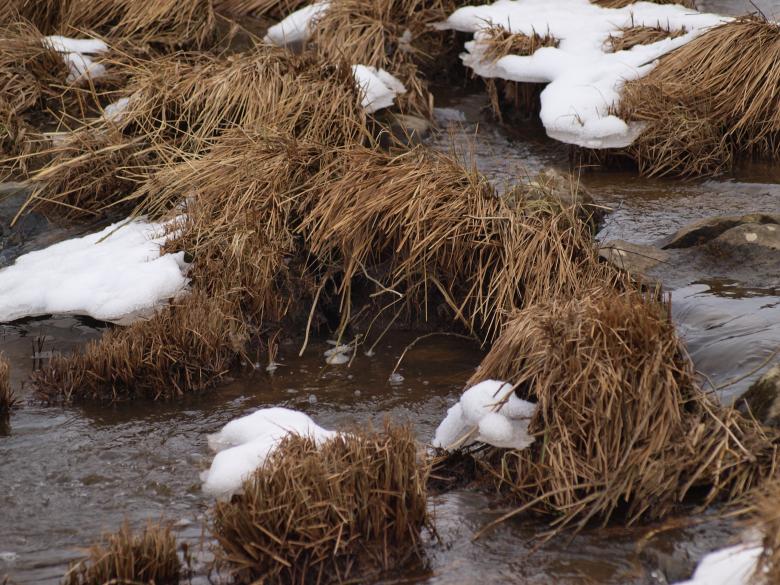 Free stock image of Dead Grass created by Marko Mäkinen