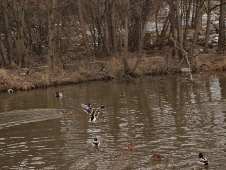 Free stock image of Flying ducks created by Marko Mäkinen