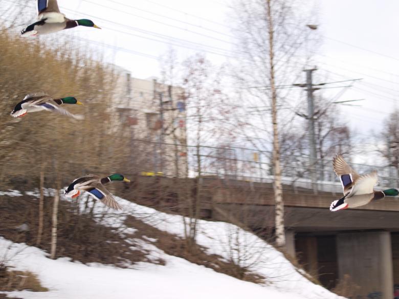 Free stock image of Flying ducks created by Marko Mäkinen