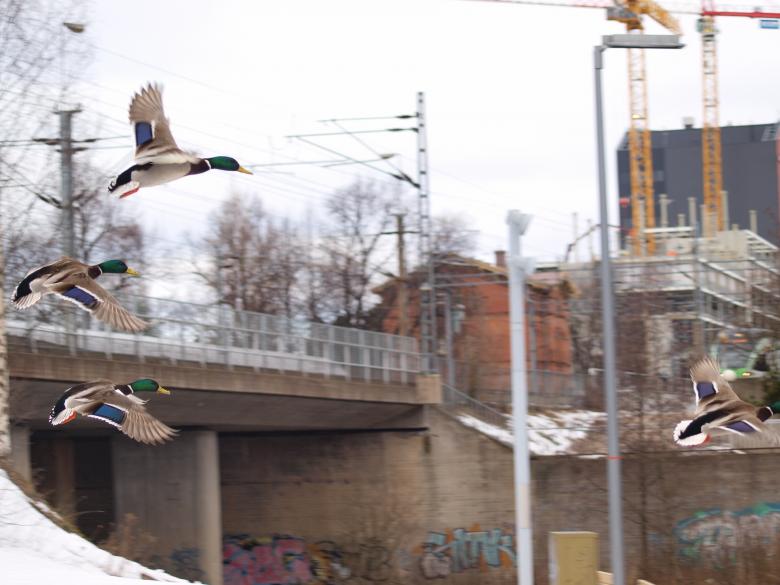 Free stock image of Flying ducks created by Marko Mäkinen