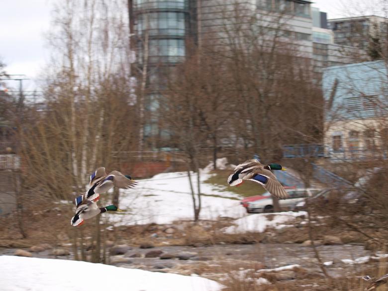 Free stock image of Flying ducks created by Marko Mäkinen