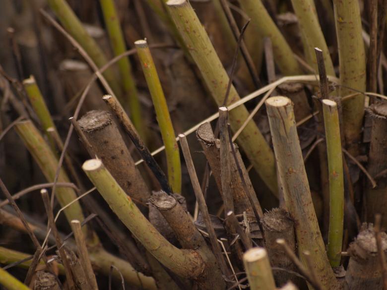Free stock image of Cutted bush created by Marko Mäkinen