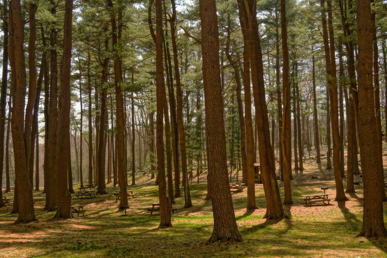 Free stock image of Woods created by Unsplash