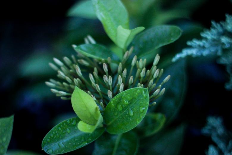 Free stock image of Green created by Unsplash