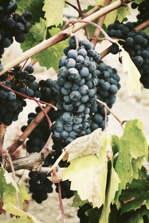 Free stock image of Grapes created by Unsplash