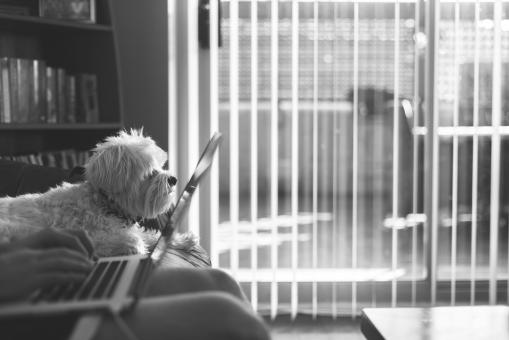 Pet - Free Stock Photo