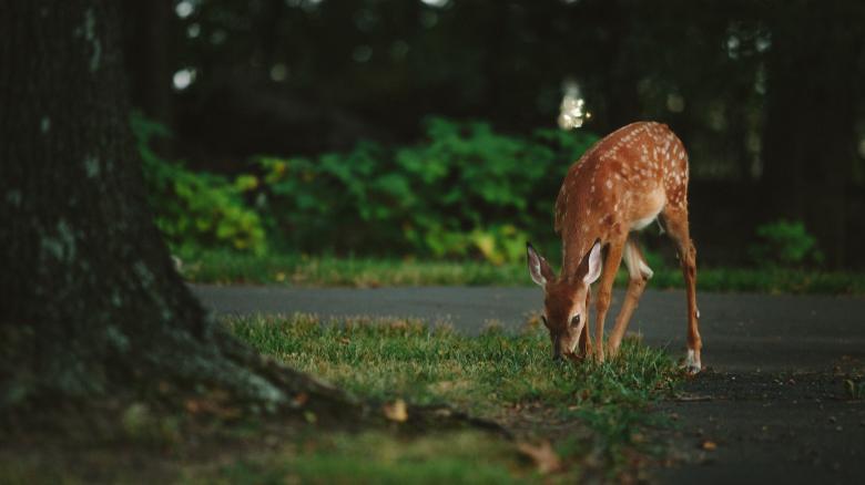 Free stock image of Deer On the Road created by Unsplash