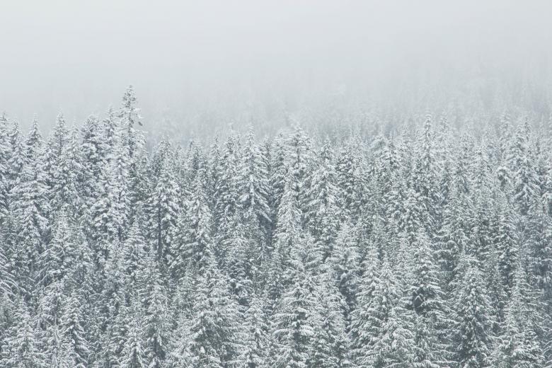 Free stock image of Bunch of Trees created by Unsplash