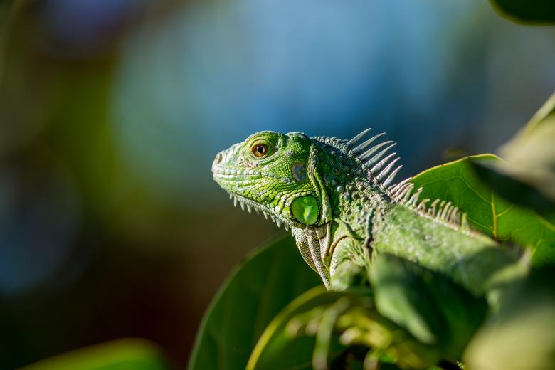Free stock image of Reptile created by Unsplash
