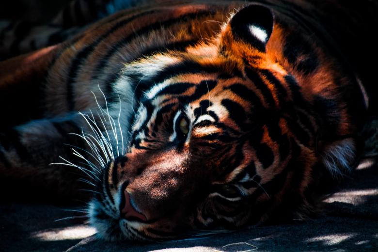 Free stock image of Tiger created by Unsplash