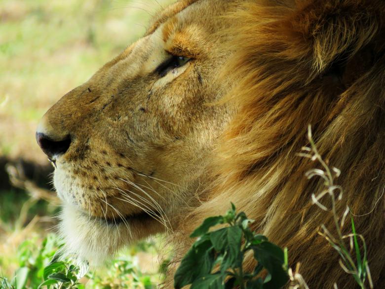 Free stock image of King created by Unsplash