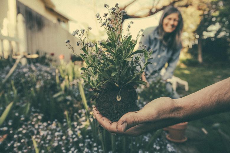 Free stock image of Garden created by Unsplash