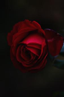 Petals - Free Stock Photo
