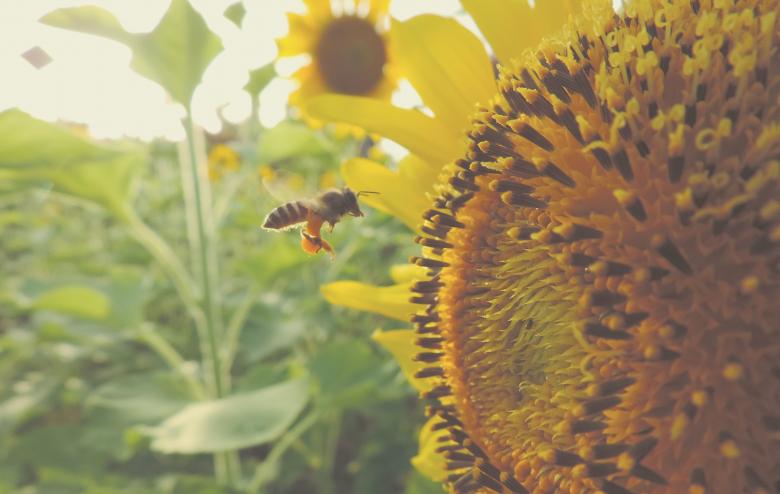 Free stock image of Honey Bee created by Unsplash