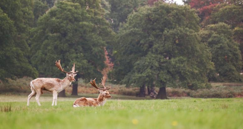 Free stock image of Deer created by Unsplash