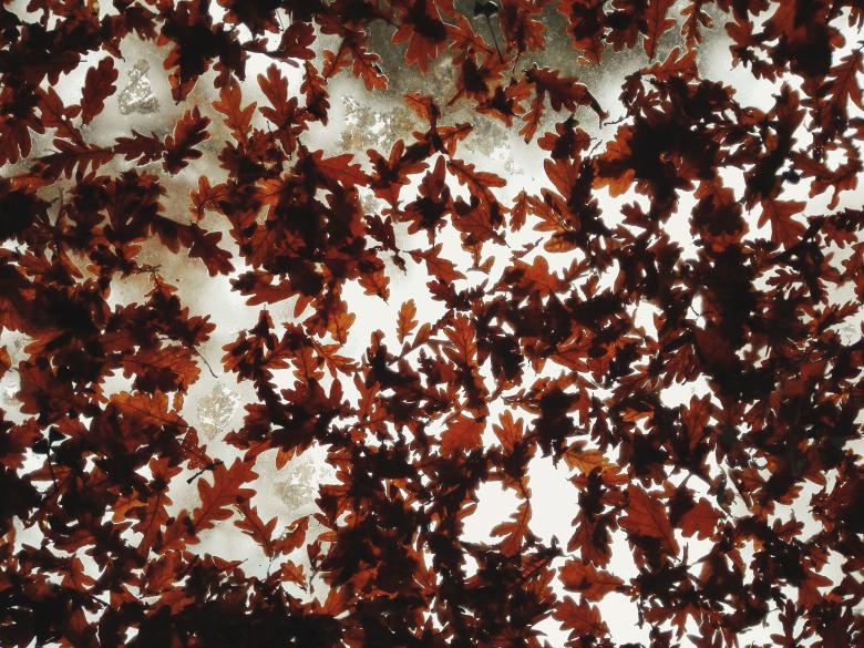 Free stock image of Fallen created by Unsplash