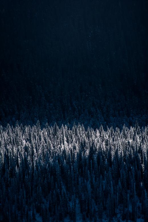 Free stock image of Forest created by Unsplash