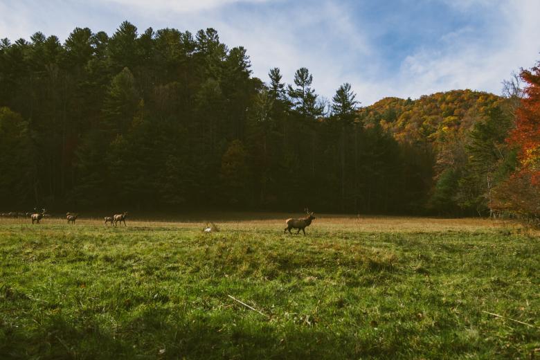 Free stock image of Forest created by Unsplash