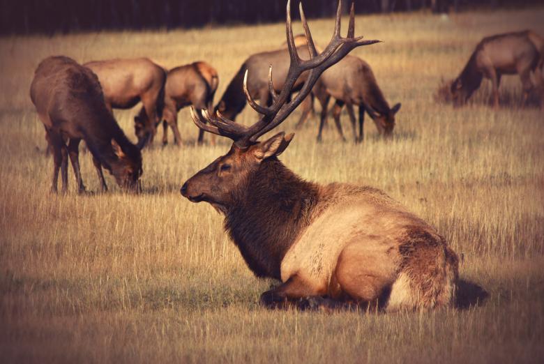 Free stock image of Horns created by Unsplash