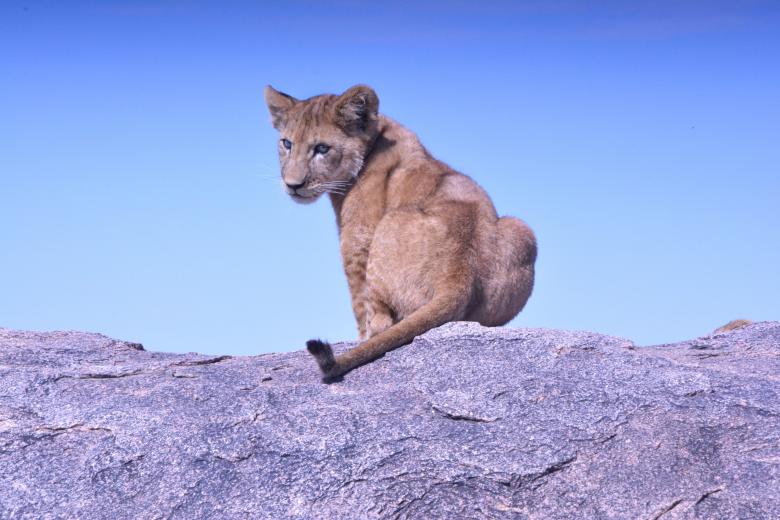 Free stock image of Simba created by Unsplash