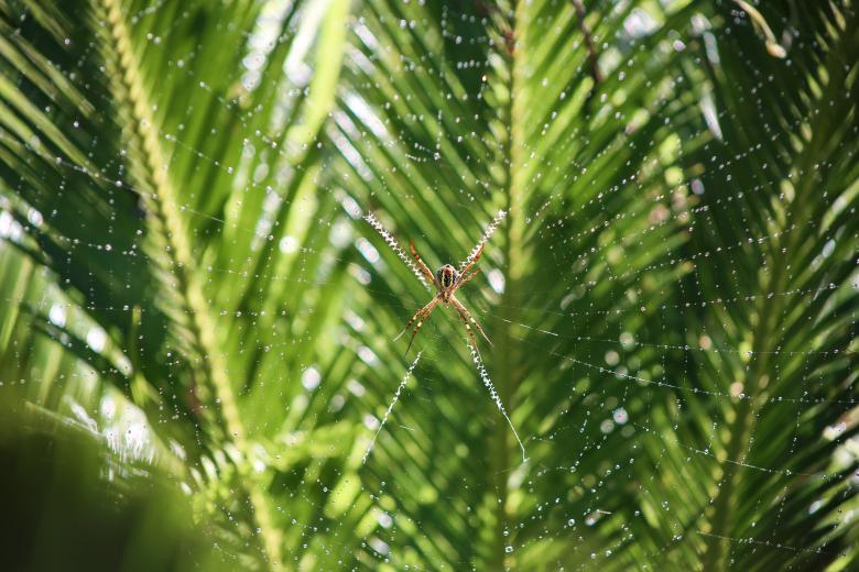 Free stock image of Spider Web created by Unsplash