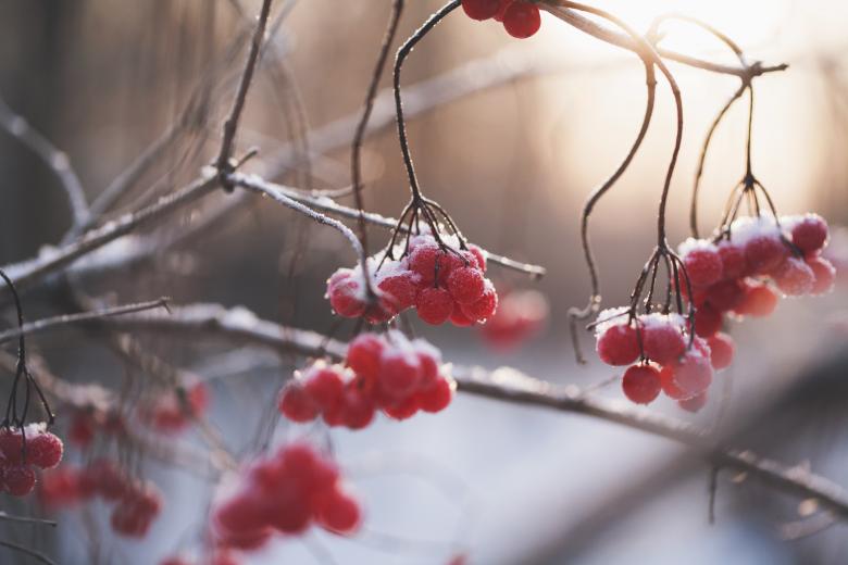 Free stock image of Frozen Berries created by Unsplash