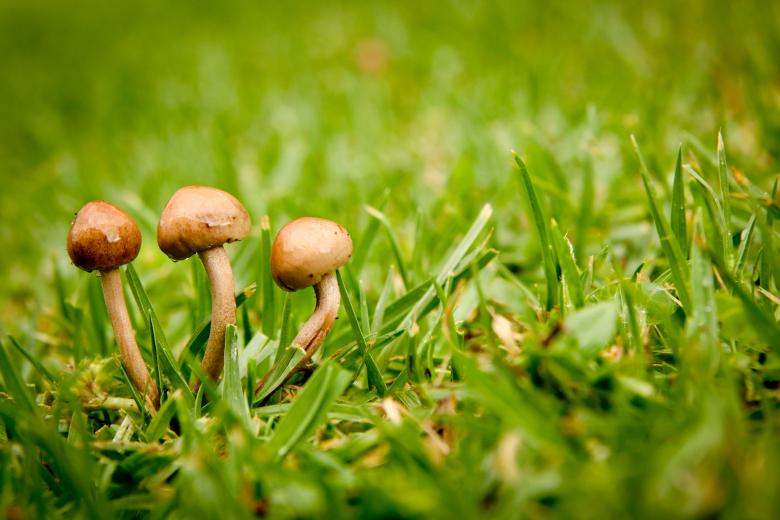 Free stock image of Mushrooms created by Unsplash