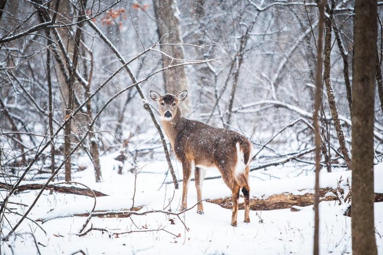 Free stock image of Deer in the woods created by Unsplash