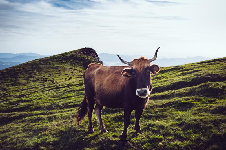 Free stock image of Cow created by Unsplash