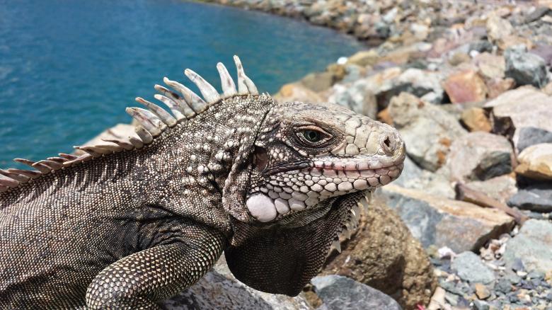Free stock image of Dragon created by Unsplash
