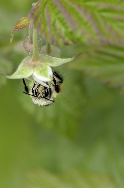 Free stock image of Pollinating created by Unsplash