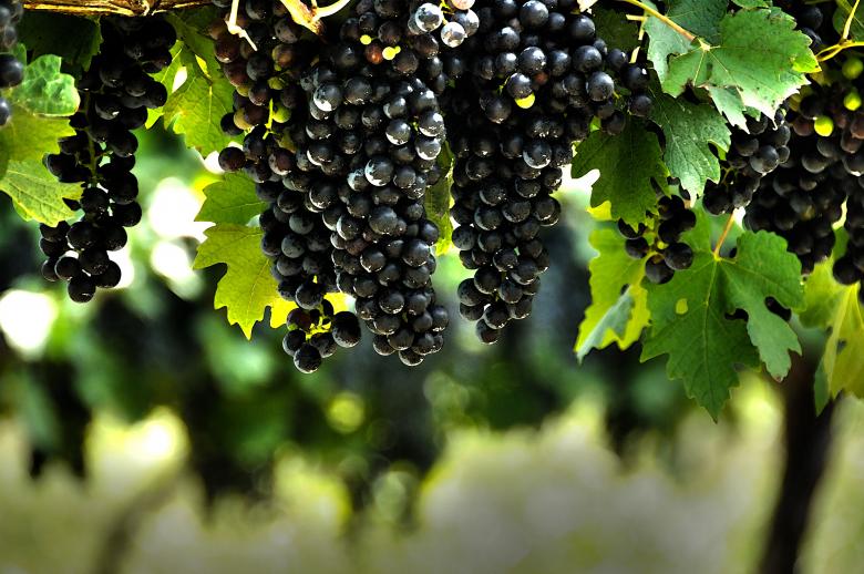 Free stock image of Grapes created by Unsplash