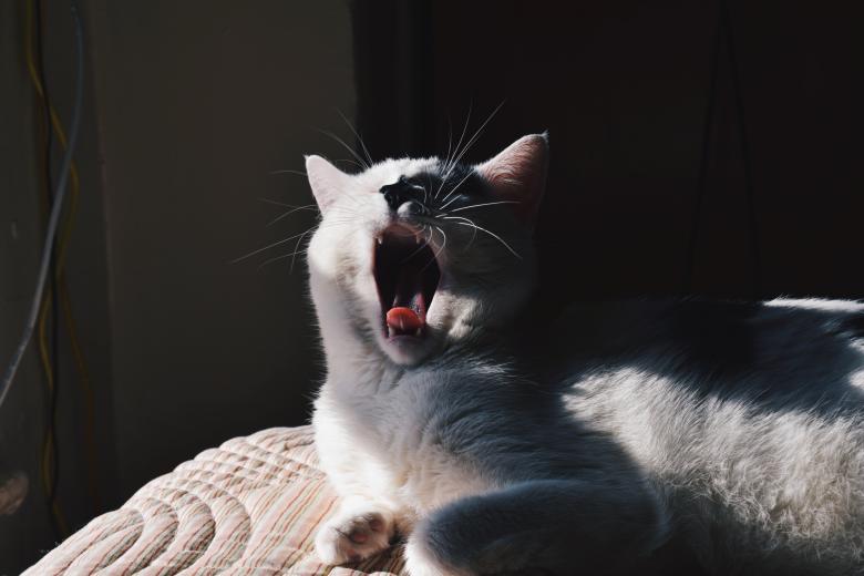 Free stock image of Yawning cat created by Unsplash