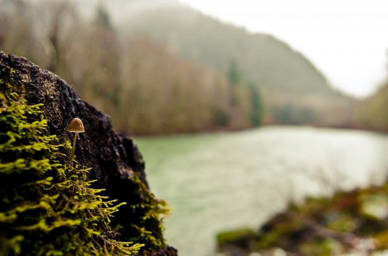 Free stock image of Nature created by Unsplash