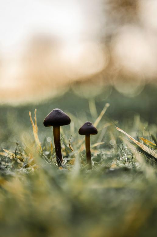 Free stock image of Little Mushrooms created by Unsplash