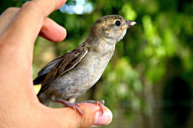 Free stock image of Sparrow created by Unsplash