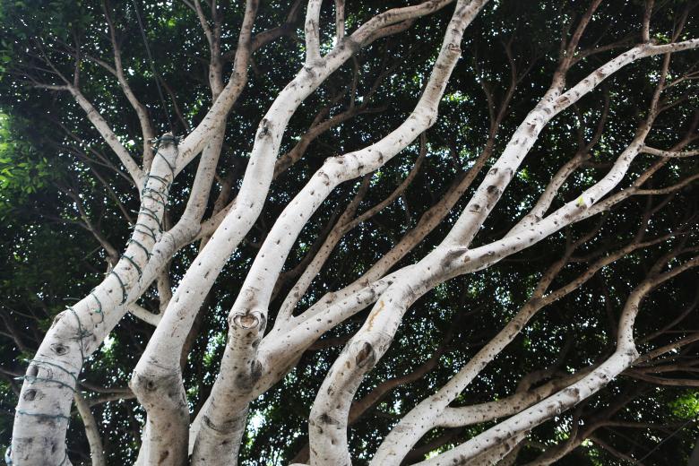 Free stock image of Trees created by Life of Pix