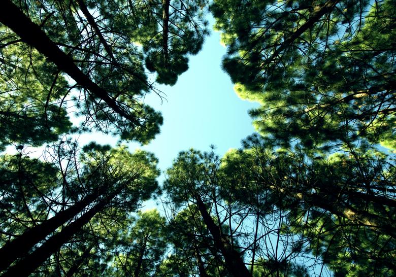Free stock image of Forest created by Life of Pix