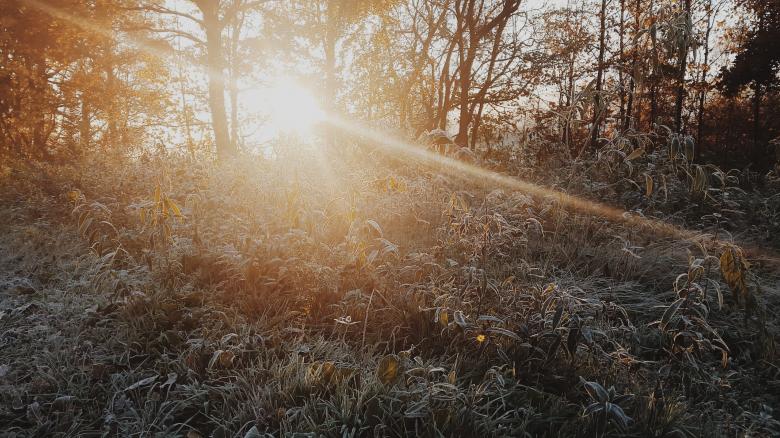 Free stock image of Frozen Forest created by Life of Pix