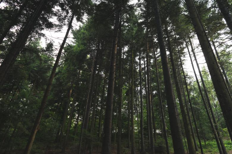Free stock image of Forest created by Life of Pix