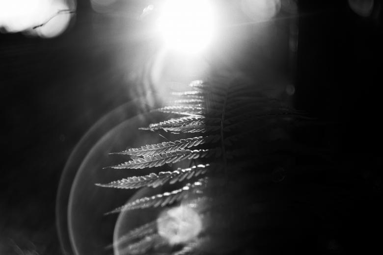 Free stock image of Leaves created by Life of Pix
