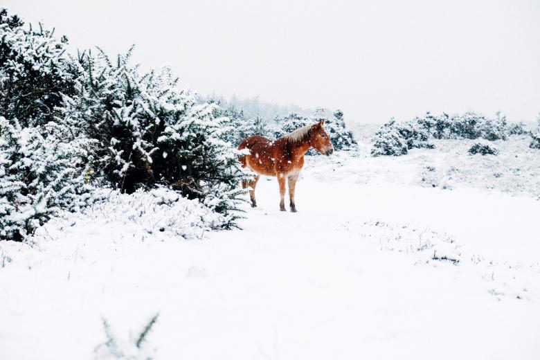 Free stock image of Horse In Snow created by Life of Pix