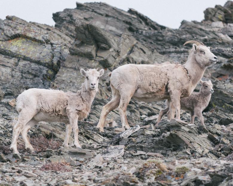 Free stock image of Goats created by Life of Pix