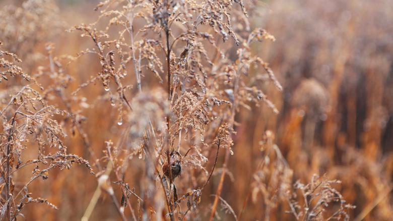Free stock image of Field created by Life of Pix