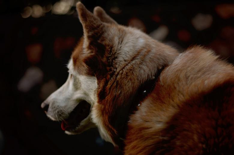Free stock image of Dog Portrait created by Life of Pix