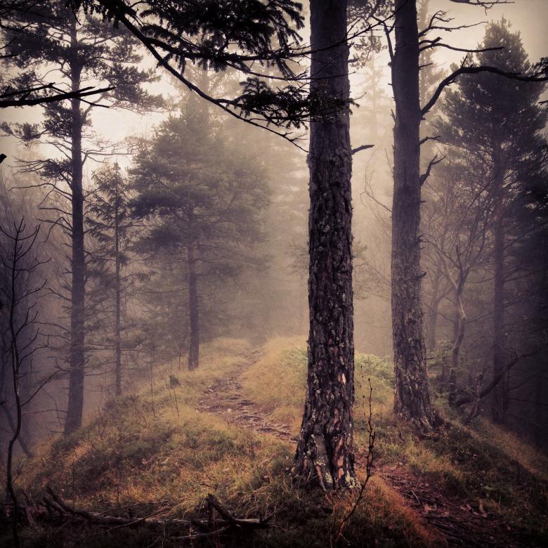 Free stock image of Into the wild created by Unsplash